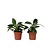 Philodendron - Set van 2 - Philodendron Green Princess - Hoogte 20-30cm - ⌀12cm