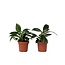 Philodendron - Set van 2 - Philodendron Green Princess - Hoogte 20-30cm - ⌀12cm