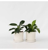 Philodendron - Set van 2 - Philodendron Green Princess - Hoogte 20-30cm - ⌀12cm