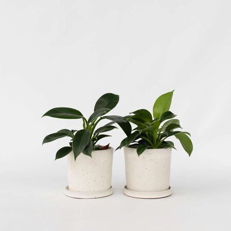 Philodendron - Set van 2 - Philodendron Green Princess - Hoogte 20-30cm - ⌀12cm