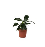Philodendron - Philodendron 'Green Princess' - Hoogte 20-30cm - ⌀12cm