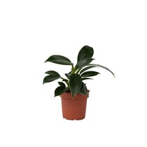 Philodendron - Philodendron 'Green Princess' - Hoogte 20-30cm - ⌀12cm