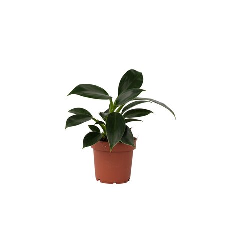 Philodendron - Philodendron 'Green Princess' - Hoogte 20-30cm - ⌀12cm