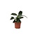 Philodendron - Philodendron 'Green Princess' - Hoogte 20-30cm - ⌀12cm