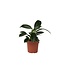 Philodendron - Philodendron 'Green Princess' - Hoogte 20-30cm - ⌀12cm
