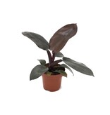 Philodendron - Philodendron 'Black Cardinal' - Hoogte 20-30cm - ⌀12cm
