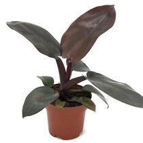 Philodendron - Philodendron 'Black Cardinal' - Hoogte 20-30cm - ⌀12cm