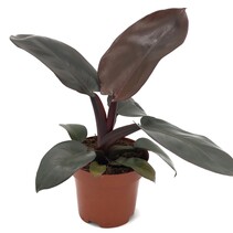 Philodendron - Philodendron 'Black Cardinal' - Hoogte 20-30cm - ⌀12cm
