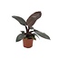 Philodendron - Philodendron 'Black Cardinal' - Hoogte 20-30cm - ⌀12cm