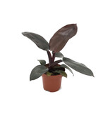 Philodendron - Philodendron 'Black Cardinal' - Hoogte 20-30cm - ⌀12cm