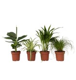 Huisdiervriendelijke planten - Set van 4 - Kamerplanten - Hoogte 25-40cm - ⌀12cm