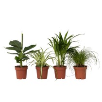 Huisdiervriendelijke planten - Set van 4 - Kamerplanten - Hoogte 25-40cm - ⌀12cm
