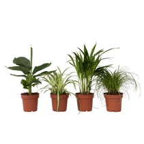 Huisdiervriendelijke planten - Set van 4 - Kamerplanten - Hoogte 25-40cm - ⌀12cm
