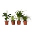 Huisdiervriendelijke planten - Set van 4 - Kamerplanten - Hoogte 25-40cm - ⌀12cm