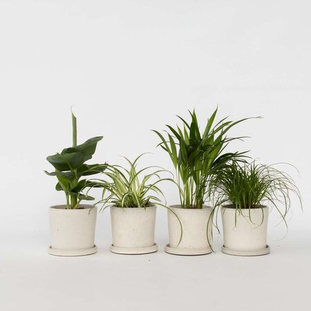 Huisdiervriendelijke planten - Set van 4 - Kamerplanten - Hoogte 25-40cm - ⌀12cm