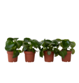 Regendruppelplant - Set van 4 - Peperomia polybotrya - Hoogte 20-30cm - ⌀12cm
