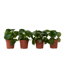 Regendruppelplant - Set van 4 - Peperomia polybotrya - Hoogte 20-30cm - ⌀12cm