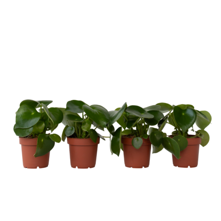 Regendruppelplant - Set van 4 - Peperomia polybotrya - Hoogte 20-30cm - ⌀12cm