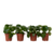 Regendruppelplant - Set van 4 - Peperomia polybotrya - Hoogte 20-30cm - ⌀12cm
