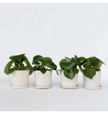 Regendruppelplant - Set van 4 - Peperomia polybotrya - Hoogte 20-30cm - ⌀12cm