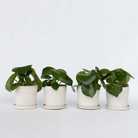 Regendruppelplant - Set van 4 - Peperomia polybotrya - Hoogte 20-30cm - ⌀12cm