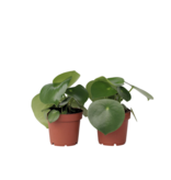 Regendruppelplant - Set van 2 - Peperomia polybotrya - Hoogte 20-30cm - ⌀12cm