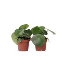 Regendruppelplant - Set van 2 - Peperomia polybotrya - Hoogte 20-30cm - ⌀12cm