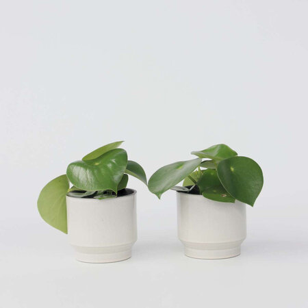 Regendruppelplant - Set van 2 - Peperomia polybotrya - Hoogte 20-30cm - ⌀12cm