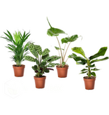 Tropische kamerplanten - Set van 4 - Tropical Mix - Hoogte 25-40cm - ⌀12cm