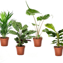 Tropische kamerplanten - Set van 4 - Tropical Mix - Hoogte 25-40cm - ⌀12cm