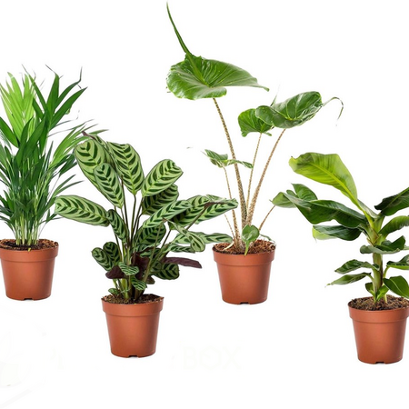 Tropische kamerplanten - Set van 4 - Tropical Mix - Hoogte 25-40cm - ⌀12cm