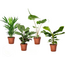 Tropische kamerplanten - Set van 4 - Tropical Mix - Hoogte 25-40cm - ⌀12cm
