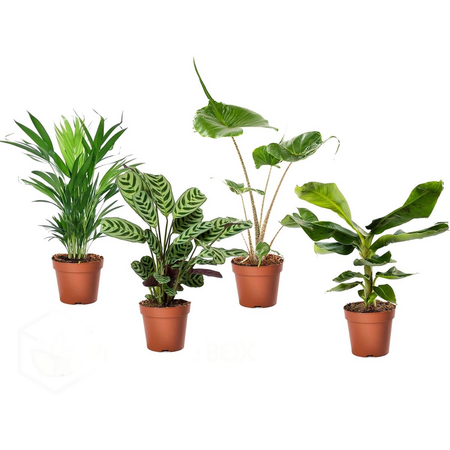 Tropische kamerplanten - Set van 4 - Tropical Mix - Hoogte 25-40cm - ⌀12cm