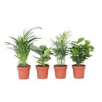 Mooie Kamerplantenset - Set van 4 - Hoogte 25-40cm - ⌀12cm