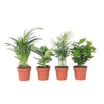 Mooie Kamerplantenset - Set van 4 - Hoogte 25-40cm - ⌀12cm