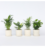 Mooie Kamerplantenset - Set van 4 - Hoogte 25-40cm - ⌀12cm