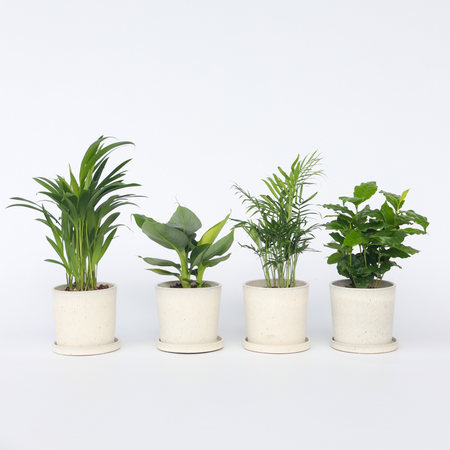 Mooie Kamerplantenset - Set van 4 - Hoogte 25-40cm - ⌀12cm