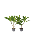Frangipani Hawaii - Set van 2 - Plumeria rubra 'Hawaii' - Hoogte 45-55cm - ⌀17cm