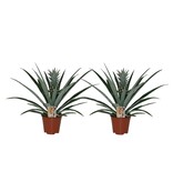 Bromelia - Set van 2 - Ananas comosus - Hoogte 45-55cm - ⌀14cm