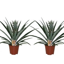 Bromelia - Set van 2 - Ananas comosus - Hoogte 45-55cm - ⌀14cm