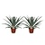 Bromelia - Set van 2 - Ananas comosus - Hoogte 45-55cm - ⌀14cm