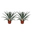 Bromelia - Set van 2 - Ananas comosus - Hoogte 45-55cm - ⌀14cm