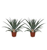 Bromelia - Set van 2 - Ananas comosus - Hoogte 45-55cm - ⌀14cm