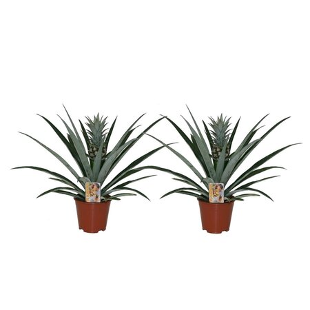 Bromelia - Set van 2 - Ananas comosus - Hoogte 45-55cm - ⌀14cm