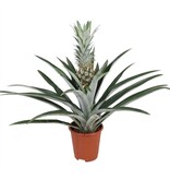 Bromelia - Ananas comosus - Hoogte 45-55cm - ⌀14cm