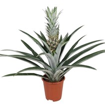 Bromelia - Ananas comosus - Hoogte 45-55cm - ⌀14cm