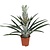 Bromelia - Ananas comosus - Hoogte 45-55cm - ⌀14cm