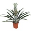Bromelia - Ananas comosus - Hoogte 45-55cm - ⌀14cm