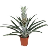 Bromelia - Ananas comosus - Hoogte 45-55cm - ⌀14cm