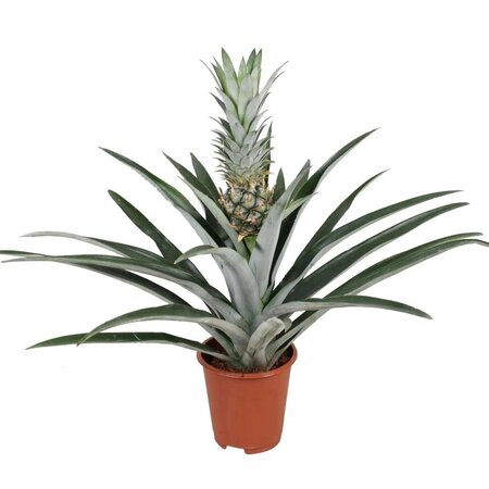 Bromelia - Ananas comosus - Hoogte 45-55cm - ⌀14cm